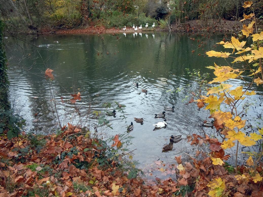Canards colverts sur le Clain à Poitiers avec 1 canard hybride et des oies blanches